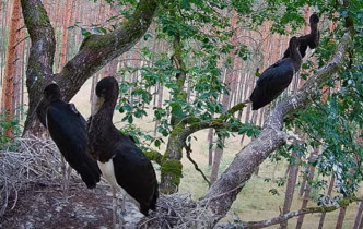 Slika pregleda web-kamere black stork Bolewice